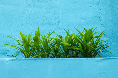 Close-up of pandan plant against blue wall