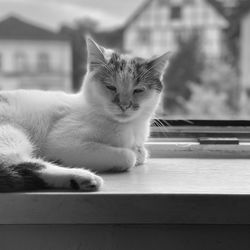 Portrait of cat relaxing at home