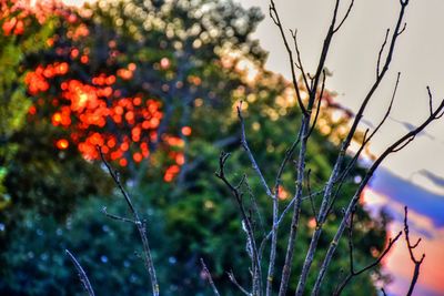 Close-up of flower tree