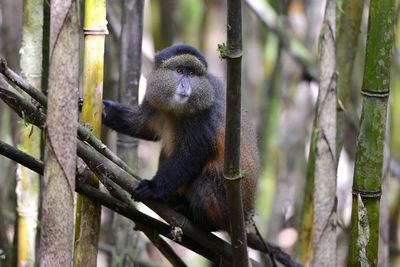 Wild golden monkey in rwanda