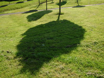 Shadow of tree on golf course