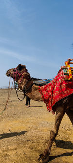 Low angle view of camel on field against clear sky