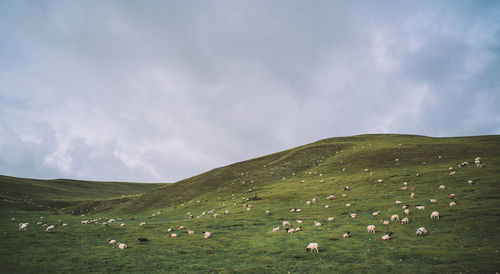 Flock of sheep on grassy field against sky