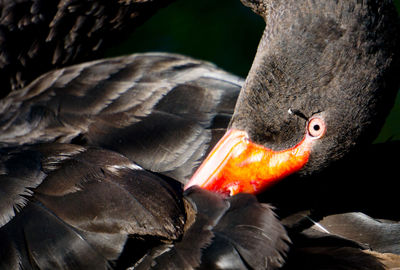 Close-up of swan