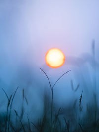 Close-up of stalks in field against sky during sunset