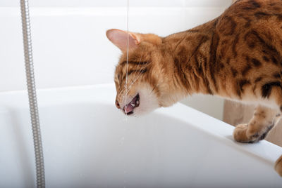 Bengal cat eagerly drinks water from the tap in the bathroom