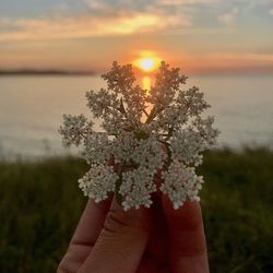 Close-up of hand holding plant at sunset