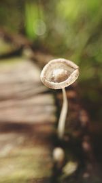 Close-up of mushroom growing on field