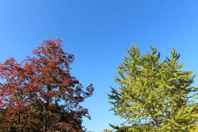 Low angle view of trees against clear blue sky