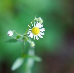 Close-up of white flowering plant