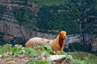 Mountain sheep