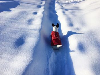 Dog wearing red jacket striding ahead in deep fresh snow on a cold sunny day