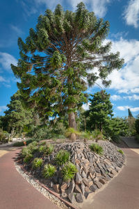 Cactus growing on road by trees against sky