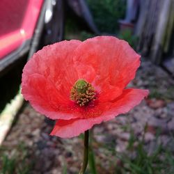 Close-up of red flower