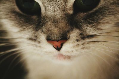 Close-up of tabby cat