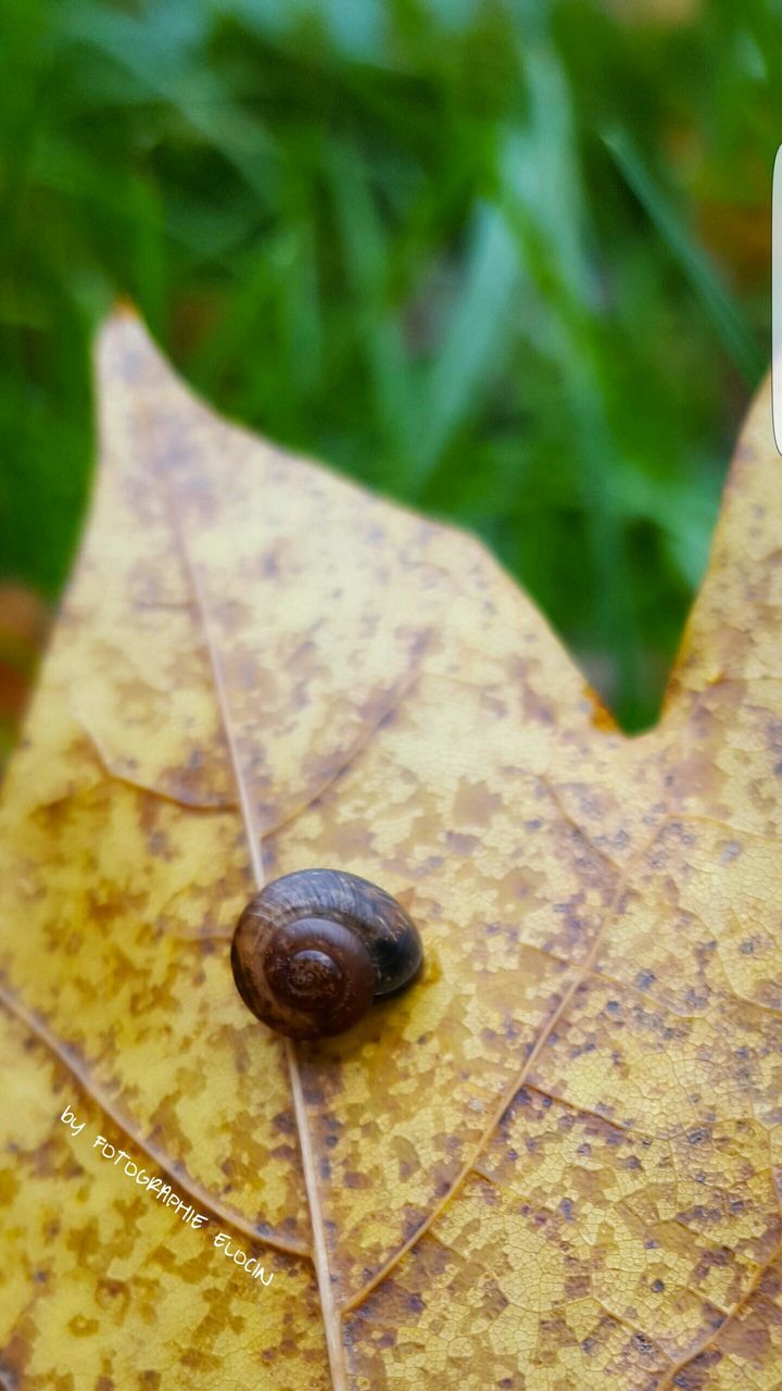 animal themes, snail, one animal, wildlife, no people, leaf, close-up, nature, animals in the wild, outdoors, insect, day, gastropod, fragility, slimy