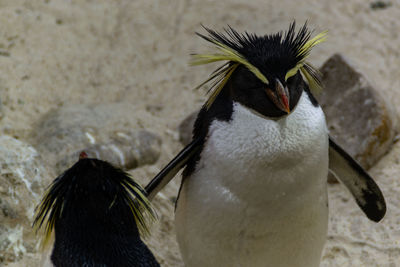 Close-up of a bird