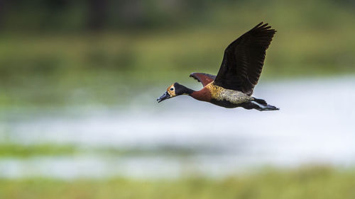 View of bird flying