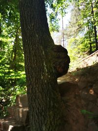 Close-up of tree trunk in forest