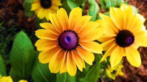 Close-up of yellow flower
