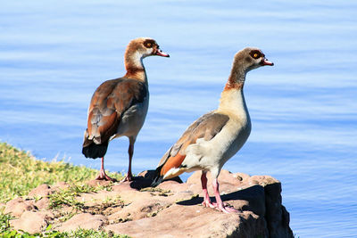 Close-up of egyptian geese perching on rock by lake during sunny day