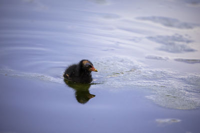 Duck swimming in a lake