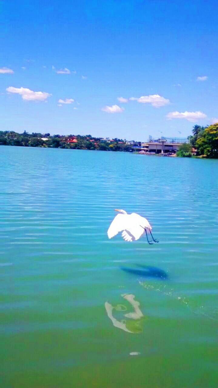 water, blue, bird, waterfront, lake, sky, animal themes, tranquility, rippled, tranquil scene, wildlife, swimming, nature, animals in the wild, beauty in nature, reflection, cloud, scenics, day, swan