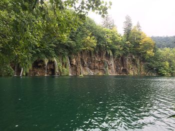 Scenic view of river in forest