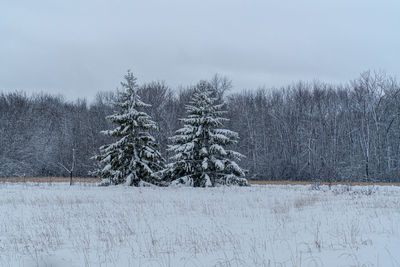 Frozen trees on field against sky during winter