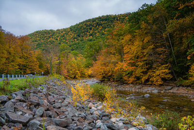 Scenic view of river amidst trees against sky