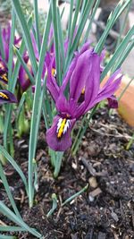 Close-up of purple crocus blooming on field