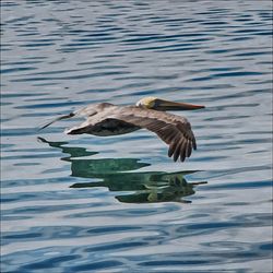 Bird in water