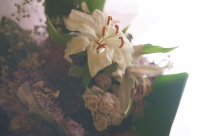 Close-up of white flower on table