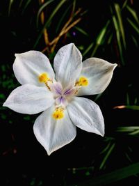 Close-up of frangipani blooming outdoors