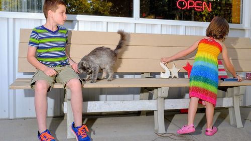 Boy petting cat by sister playing on bench