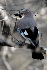 Close-up of bird perching on branch