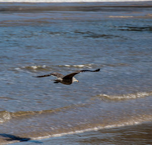 Bird flying over sea