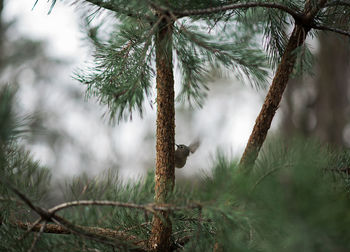 Bird perching on pine tree trunk