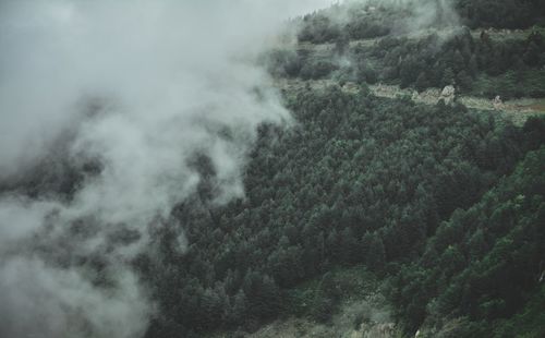 High angle view of forest