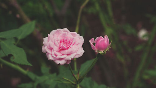 Close-up of pink rose