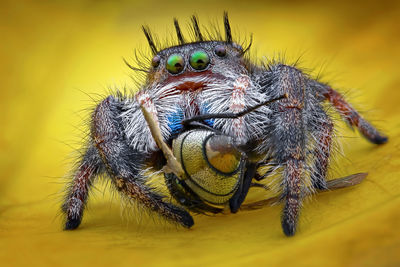 Close-up of spider