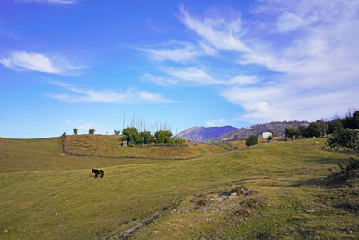 Countryside in eastern bhutan, farm and animals, blue sky.