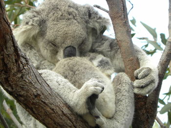 Koala sleeping on tree trunk