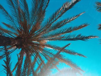 Low angle view of palm tree against blue sky