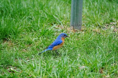 Close-up of bird perching on field