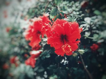 Close-up of red hibiscus blooming outdoors