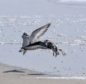 Seagulls flying over sea