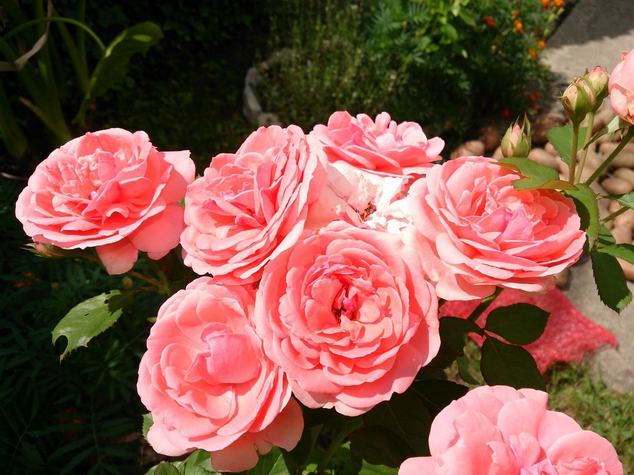 flower, petal, freshness, rose - flower, fragility, flower head, beauty in nature, growth, pink color, blooming, plant, nature, close-up, high angle view, rose, park - man made space, in bloom, red, leaf, focus on foreground