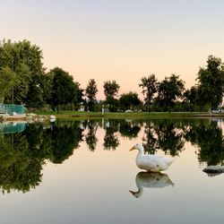 Swan floating on lake against sky
