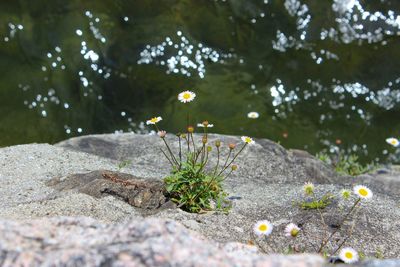 Close-up of yellow flowering plants on land